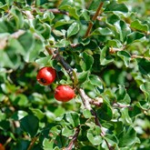 Cranberry Cotoneaster